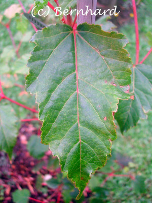 acer_davidii_blatt.jpg