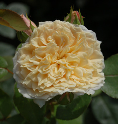 English_Garden_X0010__11739.jpg