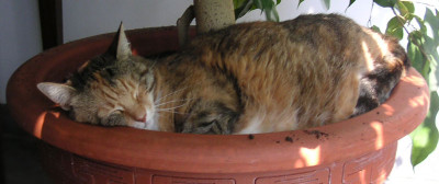 Wildwuchernder--Bodendecker.jpg