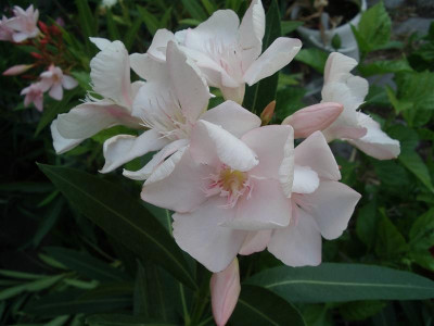 IMGP1590_Medium.JPG