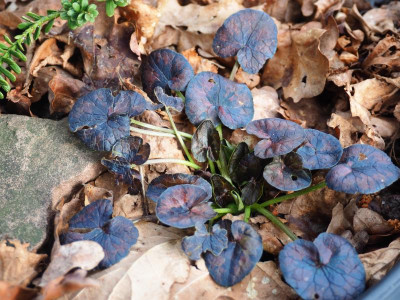 Ranunculus ficaria Richval P3010011.JPG