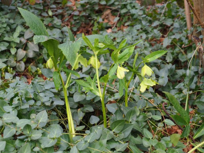 Helleborus odorus P3010004.JPG