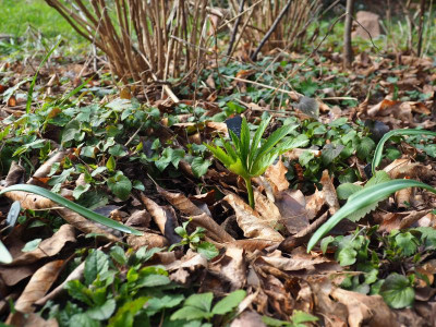 Helleborus viridis P3010022.JPG