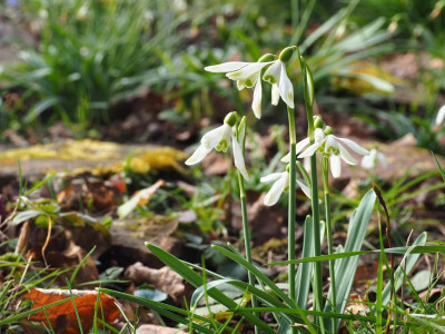 Seppel P3010026.JPG