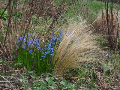 Hyacinthus + Nassella P3010001.JPG