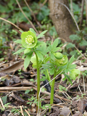 2020-03-01 Helleborus odorus 1.jpg