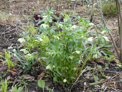 2020-03-01 Helleborus liguricus 1.jpg