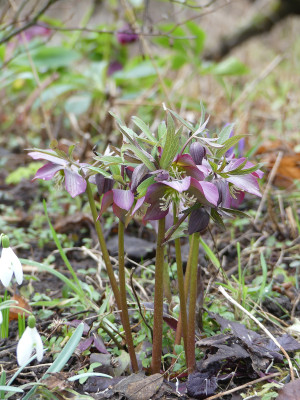 2020-03-01 Helleborus purpurascens.jpg