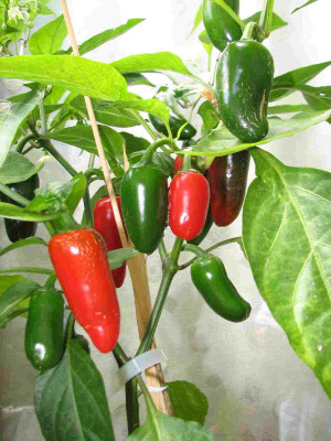 comp_2Jalapeno_21.07.07_002.jpg