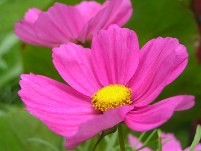 pink2307.jpg