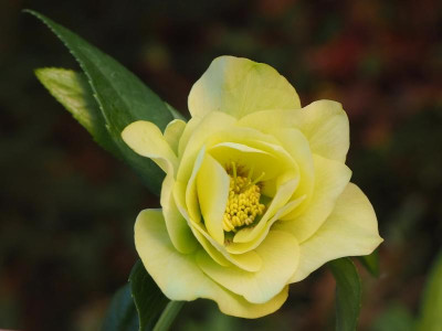 Helleborus_gelb_01032020.JPG