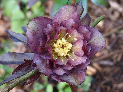 Helleborus_Sämling1_01032020.JPG