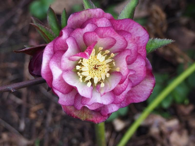 Helleborus_Sämling2_01032020.JPG