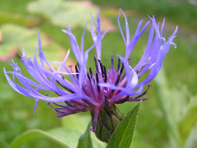 kornblume.jpg