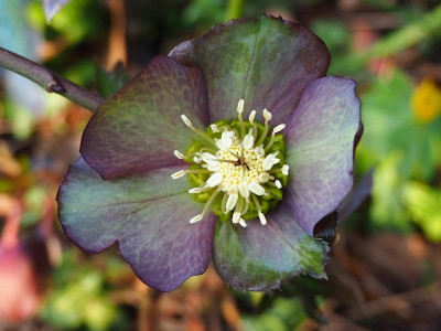 Helleborus_Sämling3_01032020.JPG