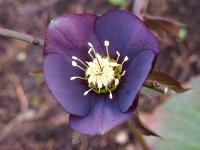 Helleborus_Sämling4_01032020.JPG
