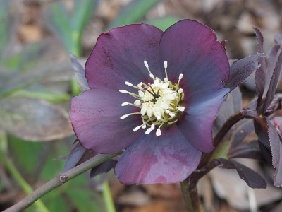 Helleborus_Sämling5_01032020.JPG
