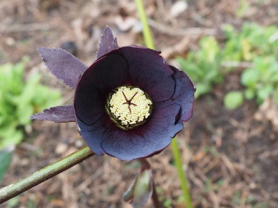 Helleborus_Sämling6_01032020.JPG