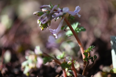 Corydalis integra.jpg