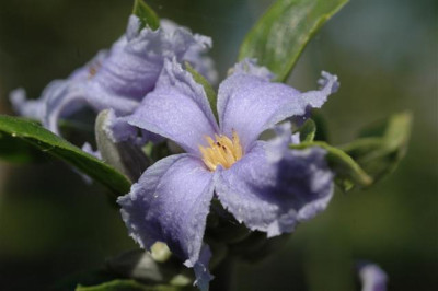 A4764_Small.JPG