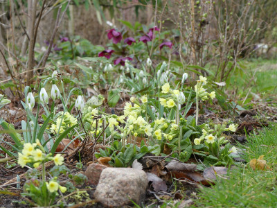 2020-03-01 Gartenimpressionen 7.jpg