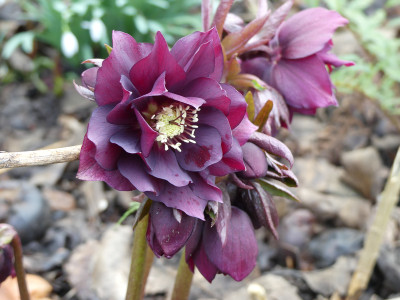 2020-03-01 Helleborus x hybridus 1.jpg