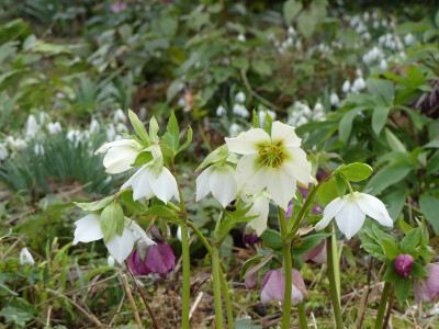 2020-03-01 Helleborus x hybridus 2.jpg