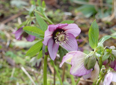 2020-03-01 Helleborus x hybridus 3.jpg
