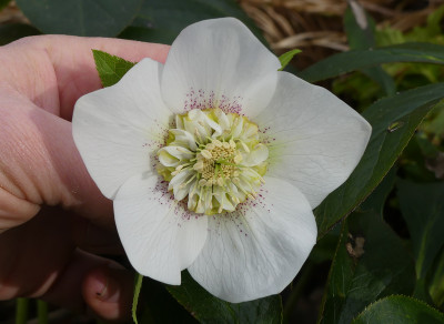 2020-03-01 Helleborus x hybridus 5.jpg