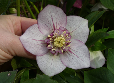 2020-03-01 Helleborus x hybridus 6.jpg