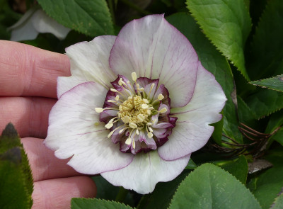 2020-03-01 Helleborus x hybridus 7.jpg