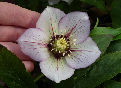2020-03-01 Helleborus x hybridus 8.jpg