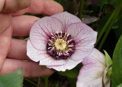 2020-03-01 Helleborus x hybridus 9.jpg