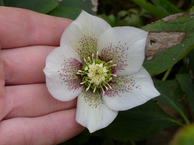 2020-03-01 Helleborus x hybridus 10.jpg