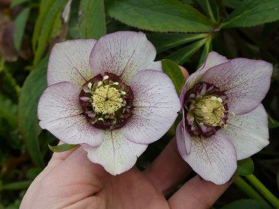 2020-03-01 Helleborus x hybridus 11.jpg