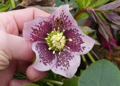 2020-03-01 Helleborus x hybridus 13.jpg
