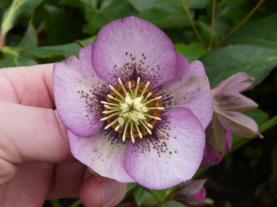 2020-03-01 Helleborus x hybridus 16.jpg