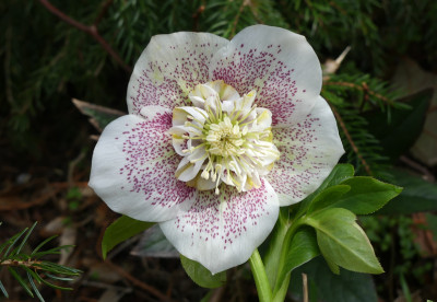 2020-03-01 Helleborus x hybridus 17.jpg
