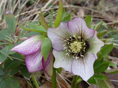 2020-03-01 Helleborus x hybridus 19.jpg