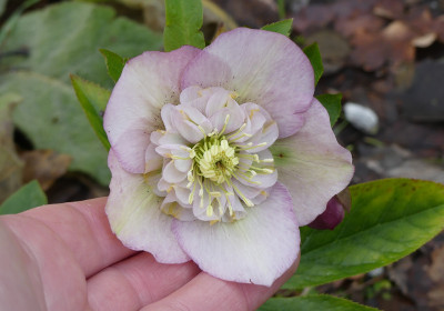 2020-03-01 Helleborus x hybridus 22.jpg