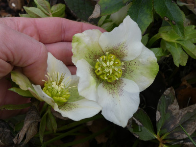 2020-03-01 Helleborus x hybridus 24.jpg