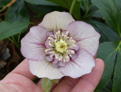 2020-03-01 Helleborus x hybridus 27.jpg