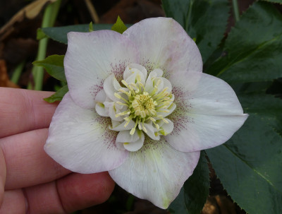 2020-03-01 Helleborus x hybridus 28.jpg
