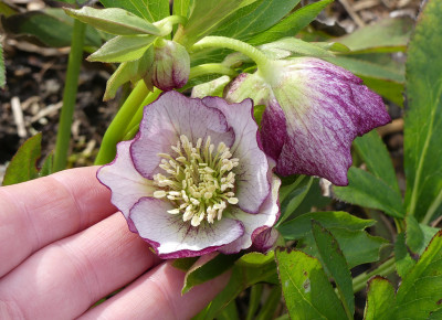 2020-03-01 Helleborus x hybridus 30.jpg