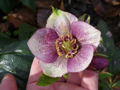 2020-03-01 Helleborus x hybridus 29.jpg