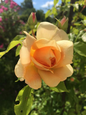 2019-05-30 032.JPG