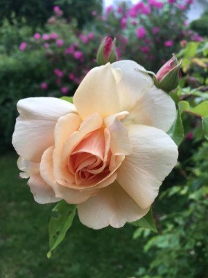 2019-05-31 006.JPG