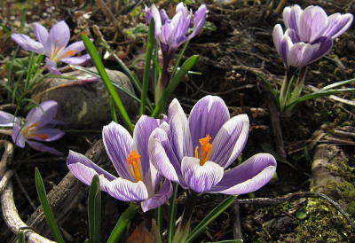 IMG_8896_Crocus_Pickwick_29Febr2020_.jpg