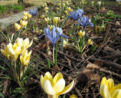 IMG_8877_Crocus+Iris_Alida_29Febr2020_.jpg