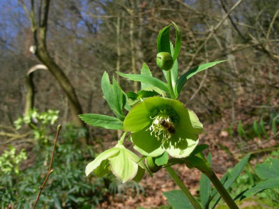 Helleborus odorus + Apis mellifera 6 DSCN6991.JPG